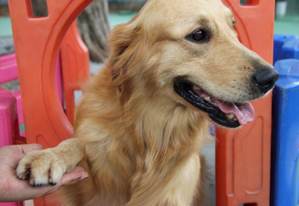 Onde Encontrar Creche de Animais em Santa Cecília - Creche para Cães