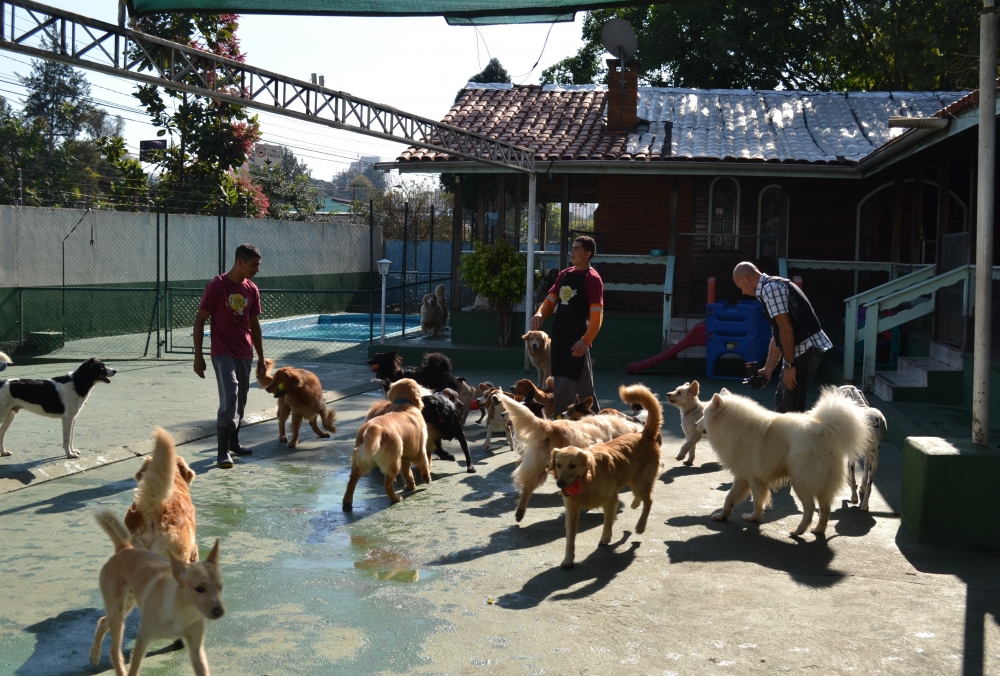 Onde Encontrar Creche de Cachorro em Sapopemba - Creche de Cachorro