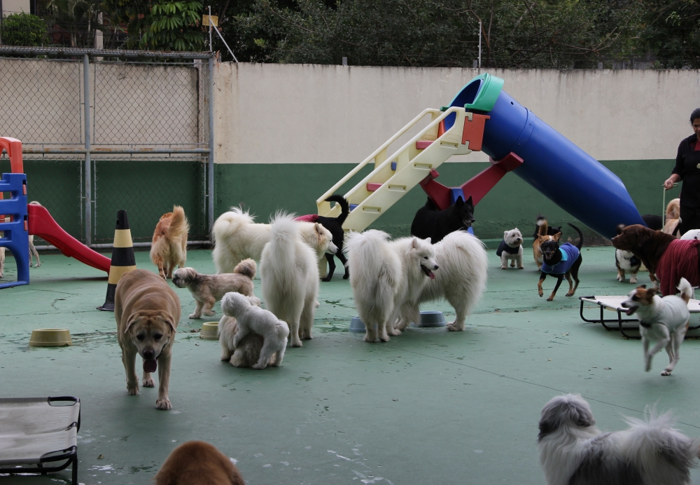 Onde Encontrar Creche de Pets no Jardim São Paulo - Creche para Cães