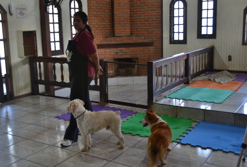 Onde Encontrar Creche para Animais no Jardim São Paulo - Creche Canina