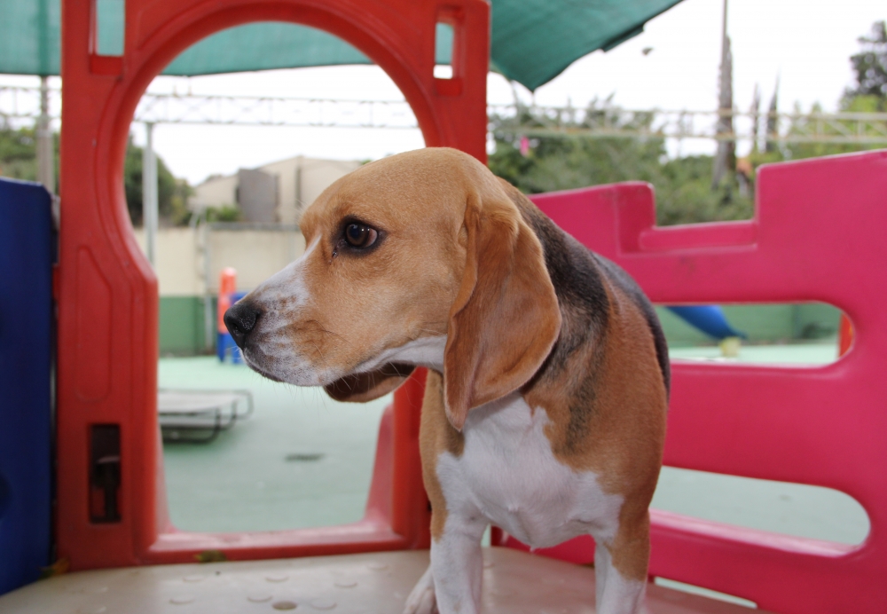 Onde Encontrar Creche para Cachorro no Rio Pequeno - Hotel Creche para Cães