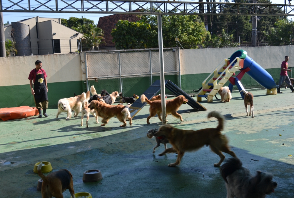 Onde Encontrar Creche para Cães na Bela Vista - Creche para Cachorro no Brooklin