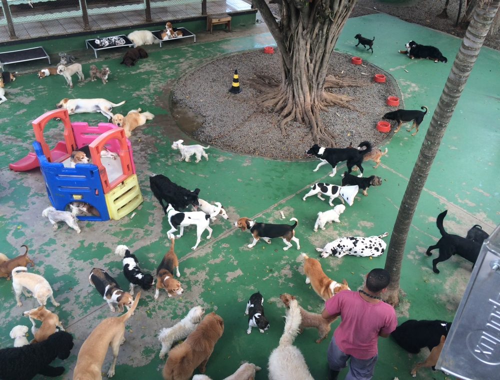 Onde Encontrar Day Care Canino na Saúde - Day Care Canino