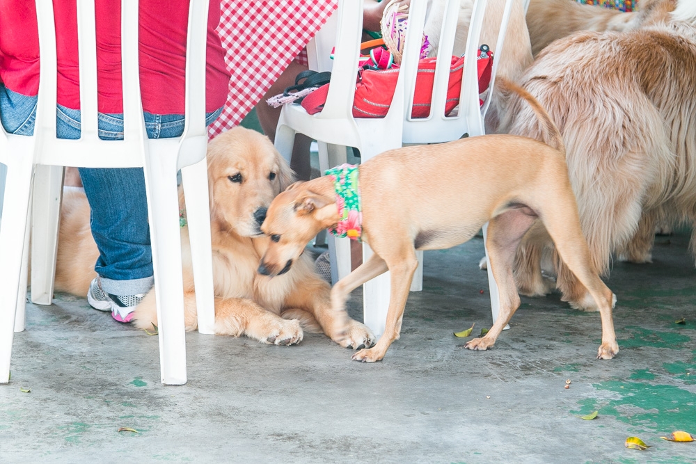Onde Encontrar Day Care em Animais na Liberdade - Dog Resort