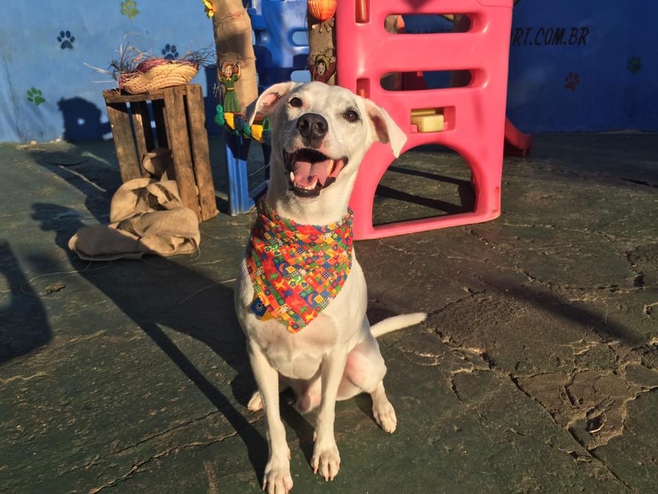 Onde Encontrar Day Care Pet Shop na Vila Matilde - Day Care em Animais