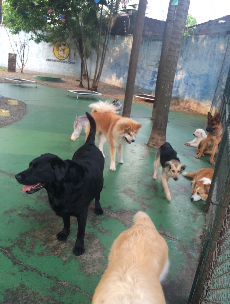 Onde Encontrar Daycare para Cachorro na Vila Esperança - Dog Resort
