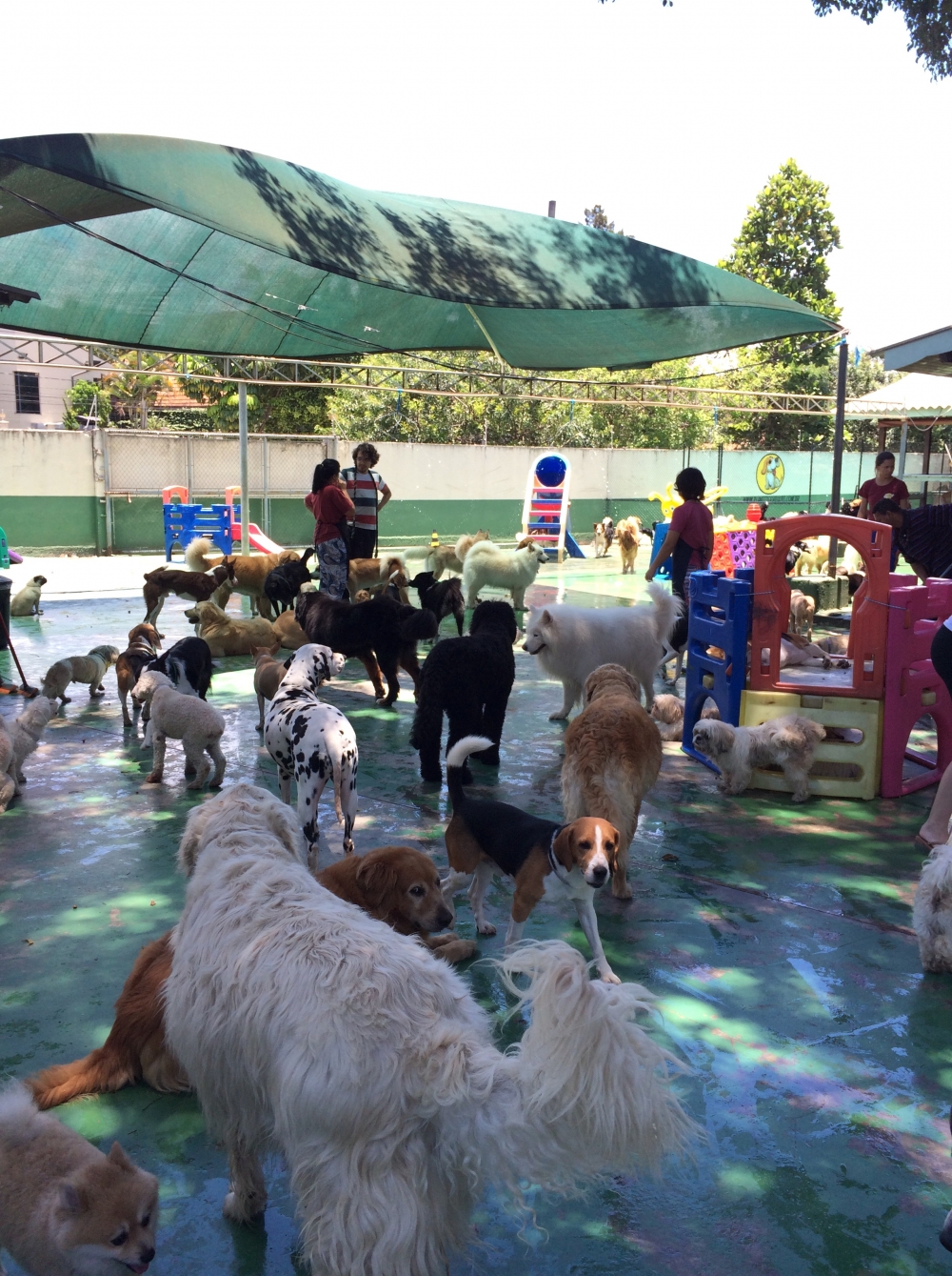 Onde Encontrar Espaço com Day Care em Santa Cecília - Dog Resort