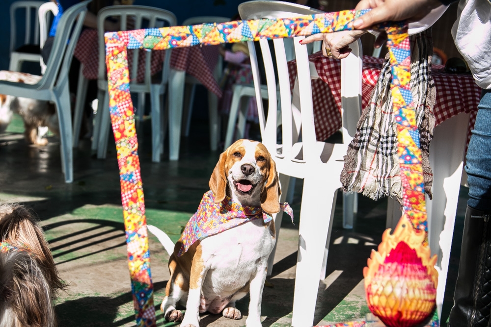 Onde Encontrar Espaço Day Care no Jardim América - Day Care para Cães