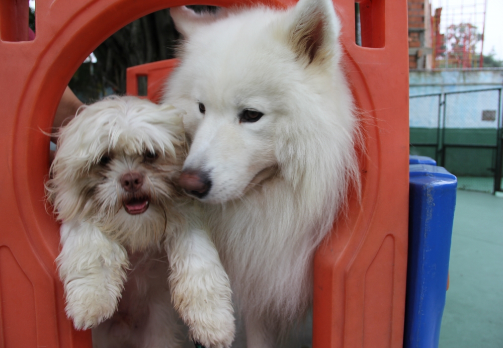 Onde Encontrar Espaço para Cães no Brooklin - Hotel para Cães em São Paulo