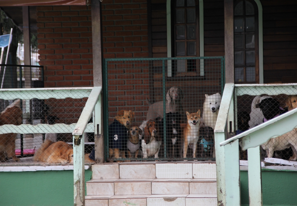 Onde Encontrar Hospedagem de Cães no Rio Pequeno - Hotel Creche de Cães