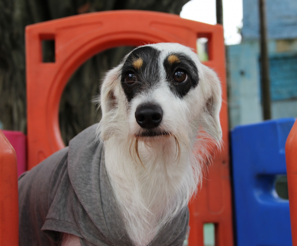 Onde Encontrar Hotéis de Cães Jardim Aracília - Serviços de Hotel para Cães