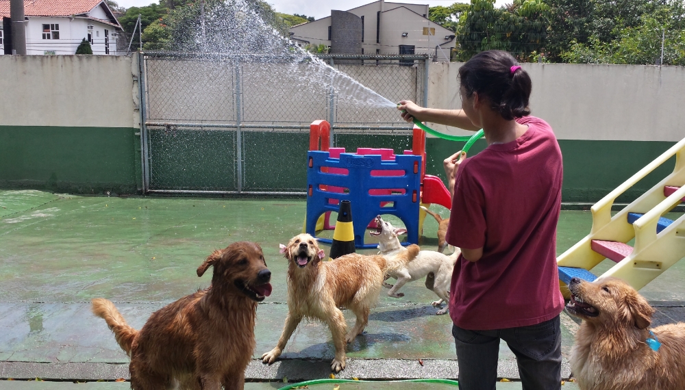 Onde Encontrar Hotéis para Cachorro no Centro - Hospedagem de Cachorro