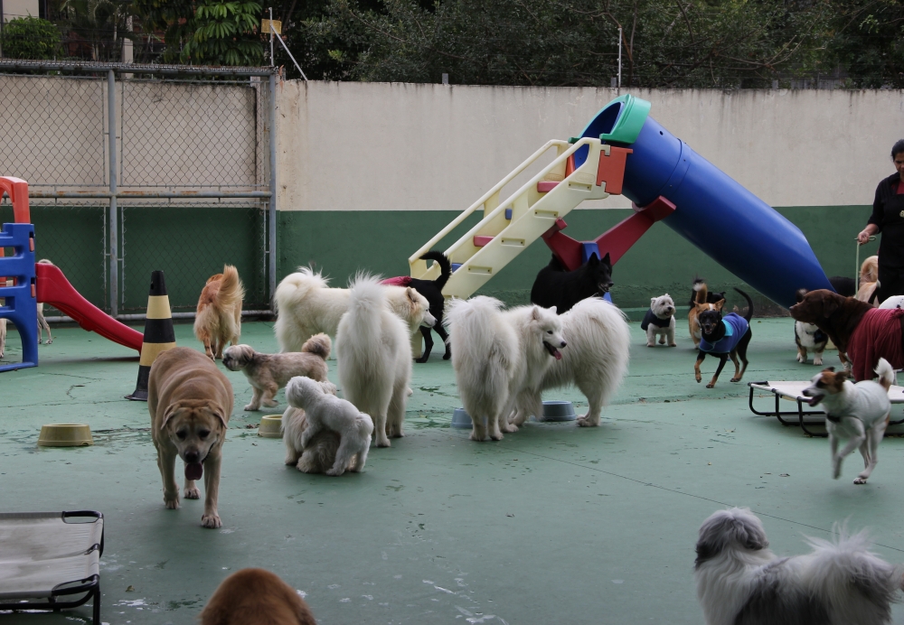 Onde Encontrar Hotel Creche de Cães Gopoúva - Resort de Cães