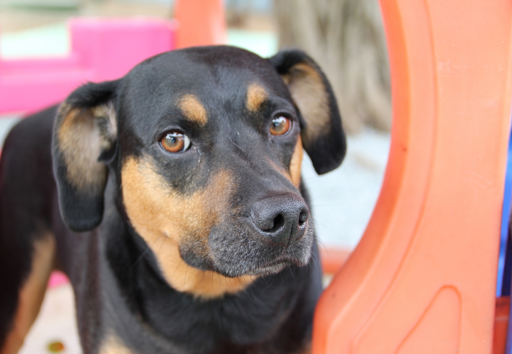 Onde Encontrar Hotel Creche para Cães no Jardim São Luiz - Hotel Creche para Cães