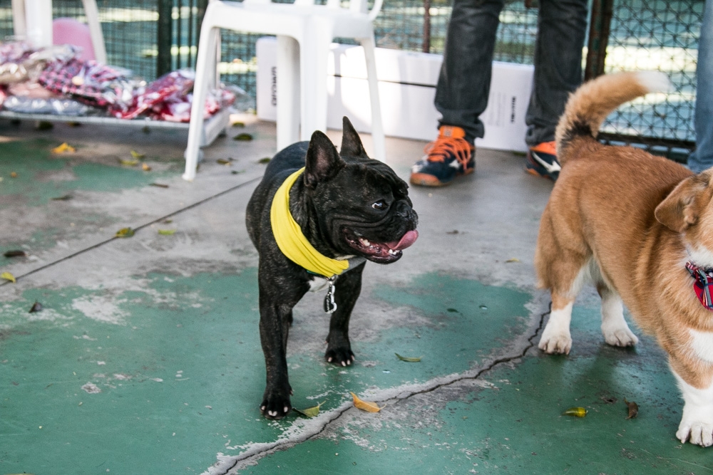 Onde Encontrar Hotel Day Care no Mandaqui - Day Care Canino