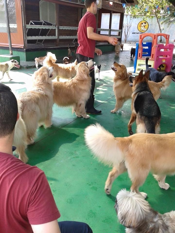 Onde Encontrar Hotel de Cachorro no Centro - Hotel Fazenda para Cachorro