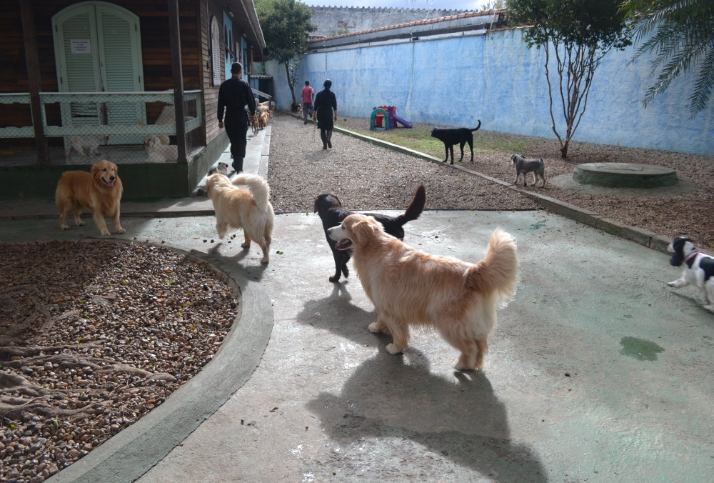 Onde Encontrar Hotel Fazenda para Cachorro Itapegica - Serviços de Hotel para Cachorro