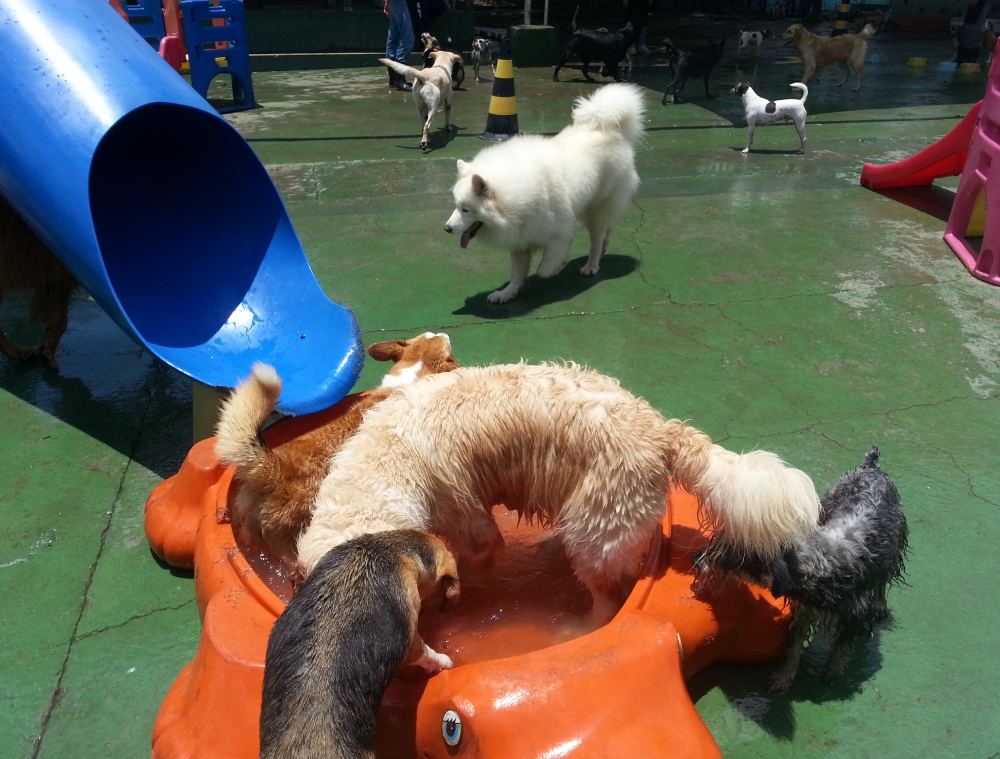 Onde Encontrar Hotel para Cachorro no Brooklin na Vila Medeiros - Hotel Fazenda para Cachorro