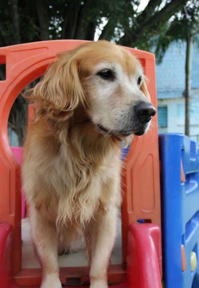 Onde Encontrar Hotel para Cães em São Paulo no Parque do Carmo - Resort para Cães