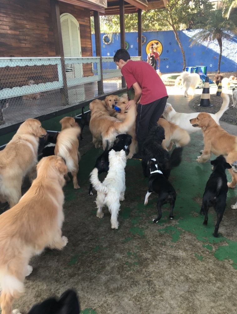 Onde Encontrar Hotel para Pet na Liberdade - Hotel Fazenda para Cachorro