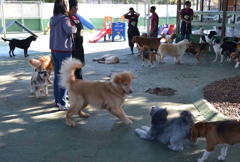 Onde Encontrar Hotel Pra Cachorro Invernada - Serviços de Hotel para Cachorro