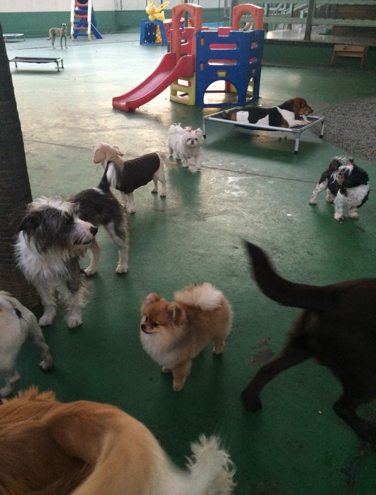Onde Encontrar Hotel Spa para Cães no Bairro do Limão - Serviços de Spa Canino