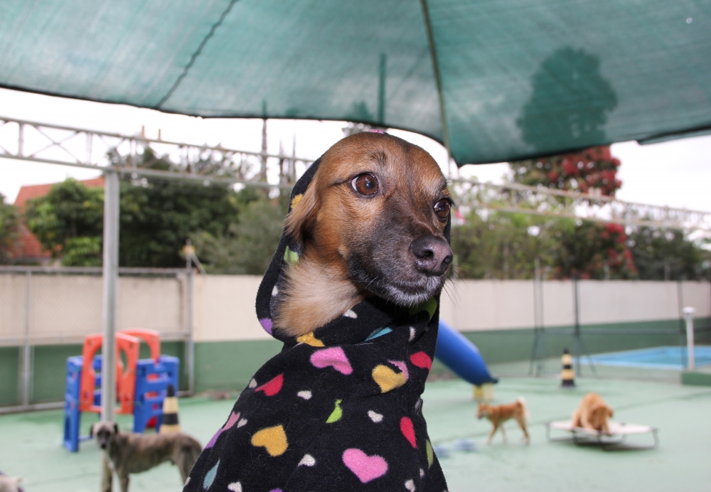 Onde Encontrar Resort de Cães em Glicério - Hotel para Cães em São Paulo