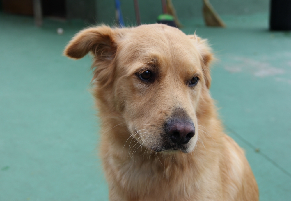 Onde Encontrar Resort para Cães Monte Carmelo - Hotéis de Cães no Brooklin