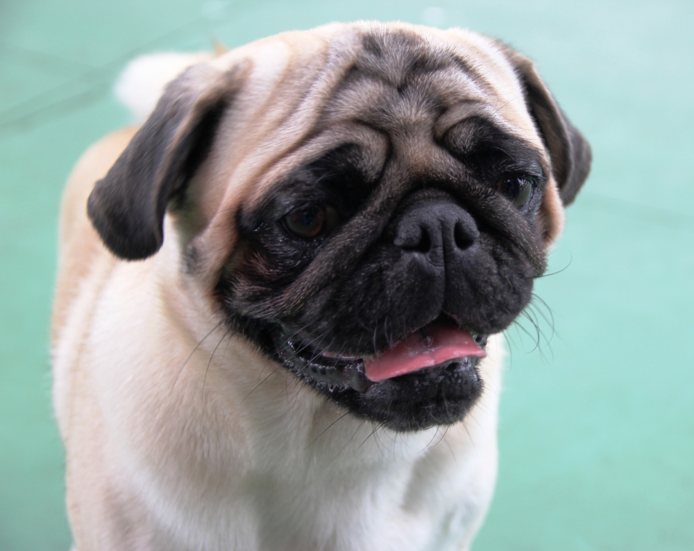 Onde Encontrar Serviços de Creche para Cachorro em Sumaré - Serviços de Creche para Cachorro