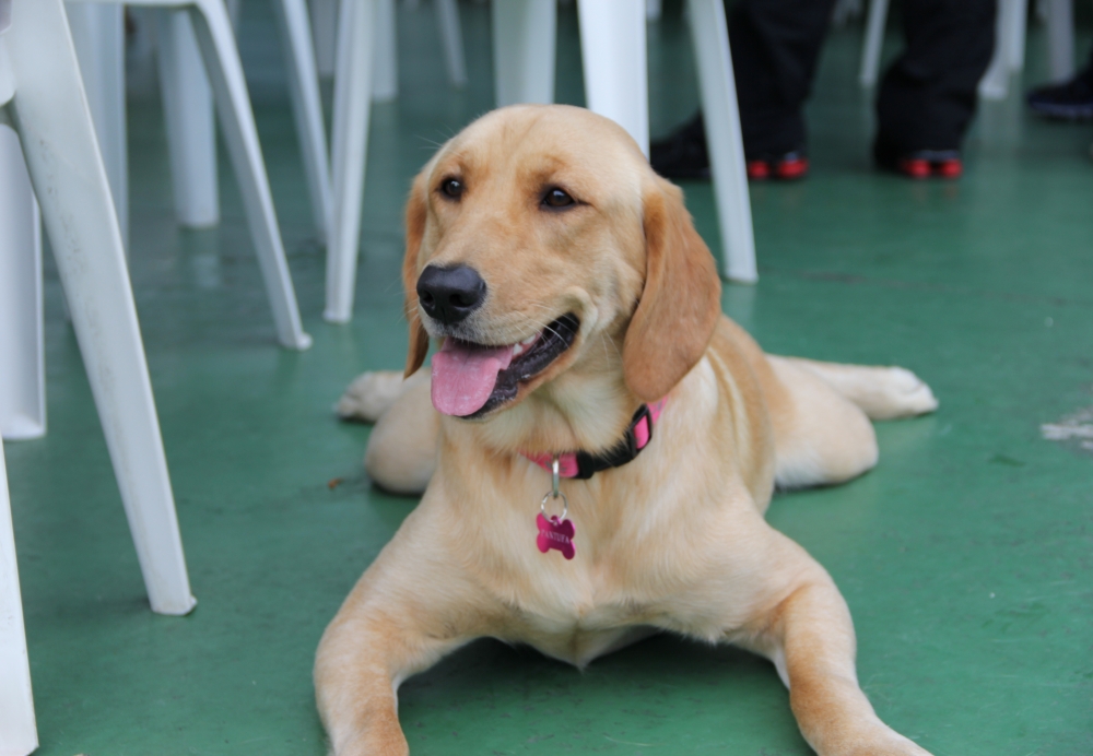 Onde Encontrar Serviços de Hotel para Cachorro no Aeroporto - Hotel para Cachorro Diária