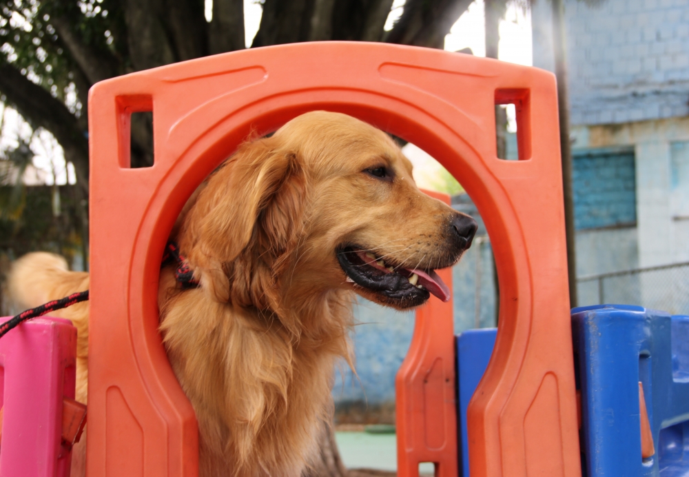 Onde Encontrar Serviços de Hotel para Cães na Vila Sônia - Resort de Cães
