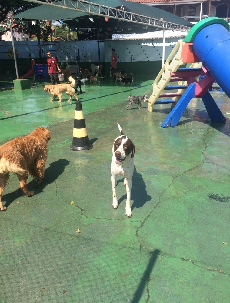 Onde Encontrar Serviços de Spa Canino no Jardim América - Spa com Day Care Canino