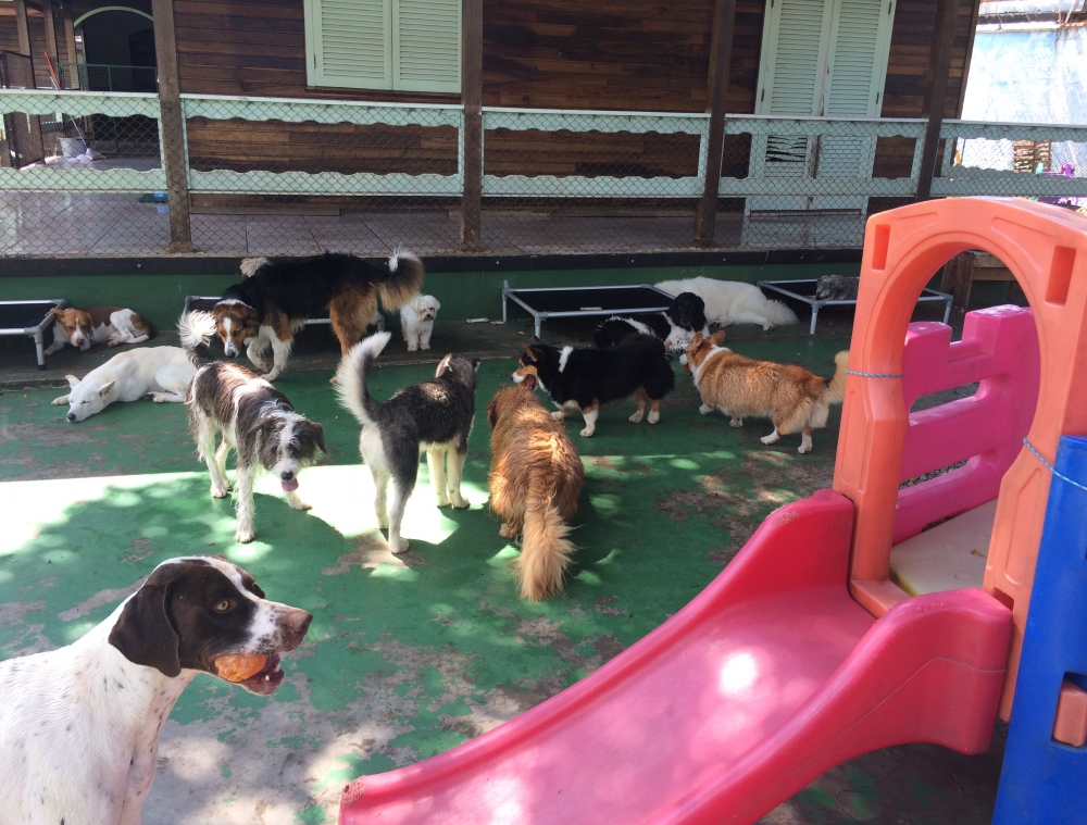 Onde Encontrar Spa Canino no Tatuapé - Spa para Cães em Sp