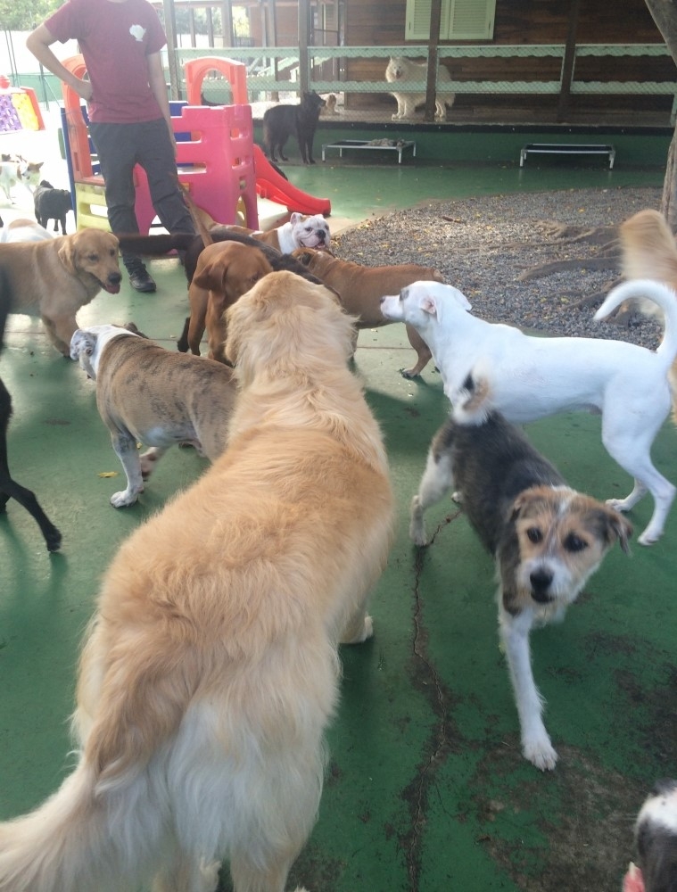 Onde Encontrar Spa com Day Care Canino em São Domingos - Spa Canino