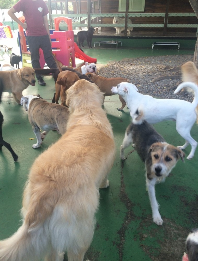 Onde Encontrar Spa com Day Care Canino no Campo Belo - Spa para Cães em São Paulo