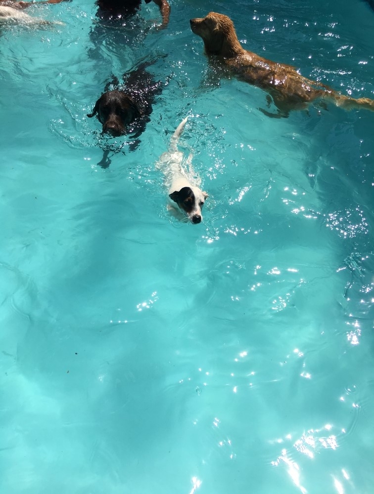 Onde Encontrar Spa de Cachorro em Aricanduva - Spa com Day Care Canino