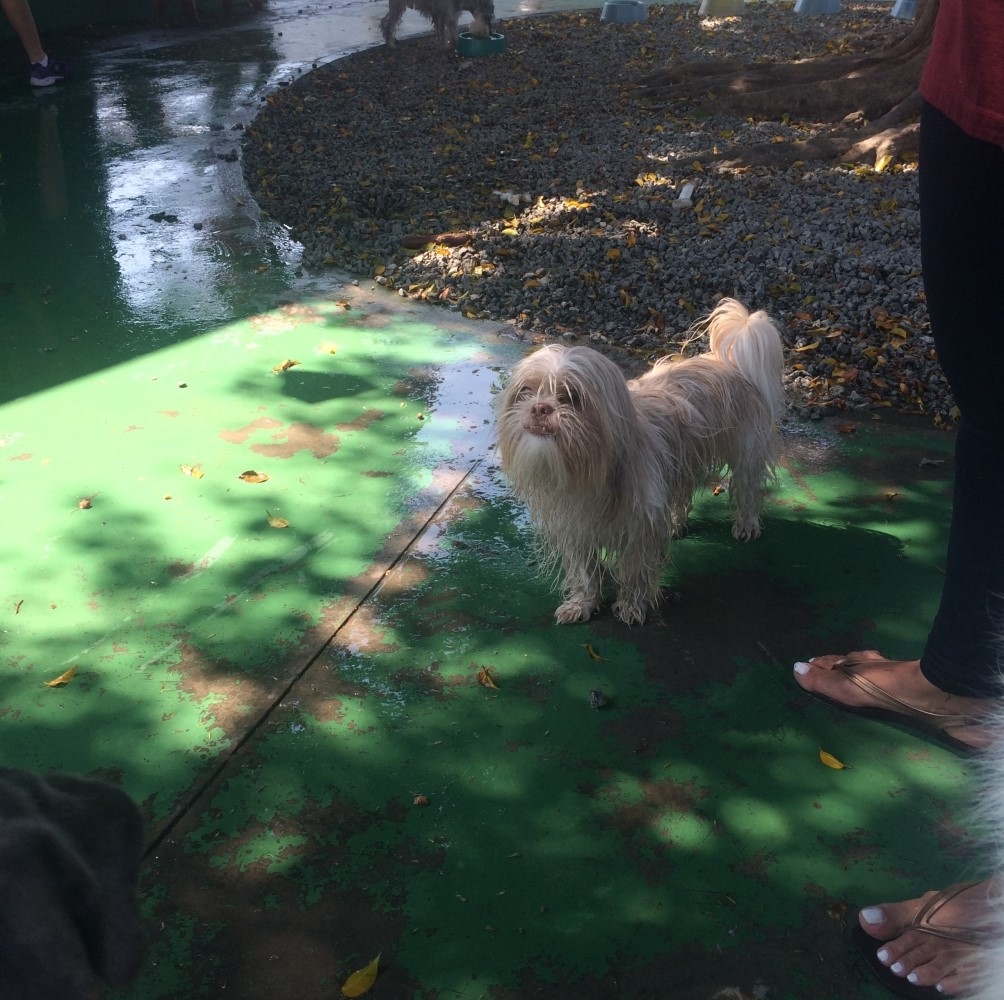 Onde Encontrar Spa e Day Care para Cães em Santo Amaro - Pet Spa