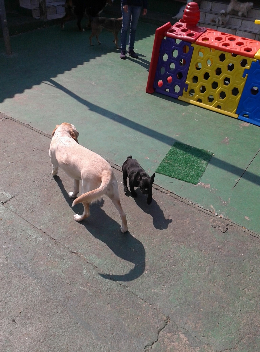 Onde Encontrar Spa Especializado em Cães no Jaraguá - Serviços de Spa Canino