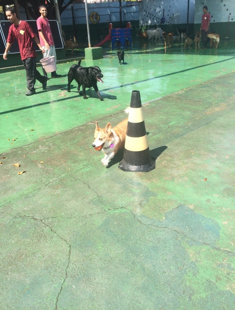 Onde Encontrar Spa para Animais Gopoúva - Spa com Day Care Canino