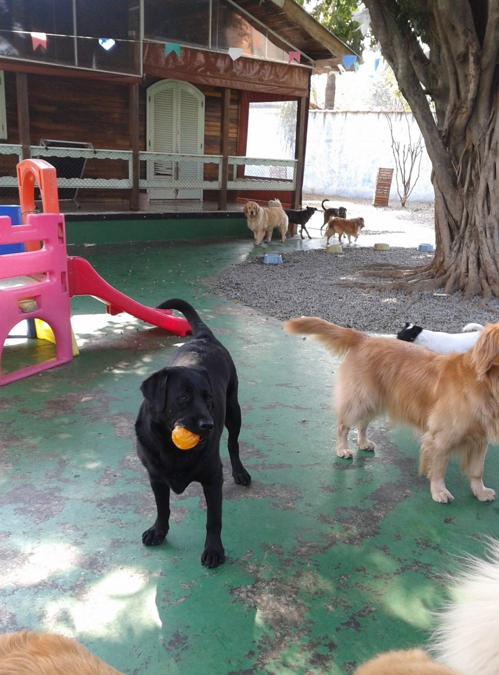 Onde Encontrar Spa para Cachorros no Brooklin - Hotel Spa para Cães