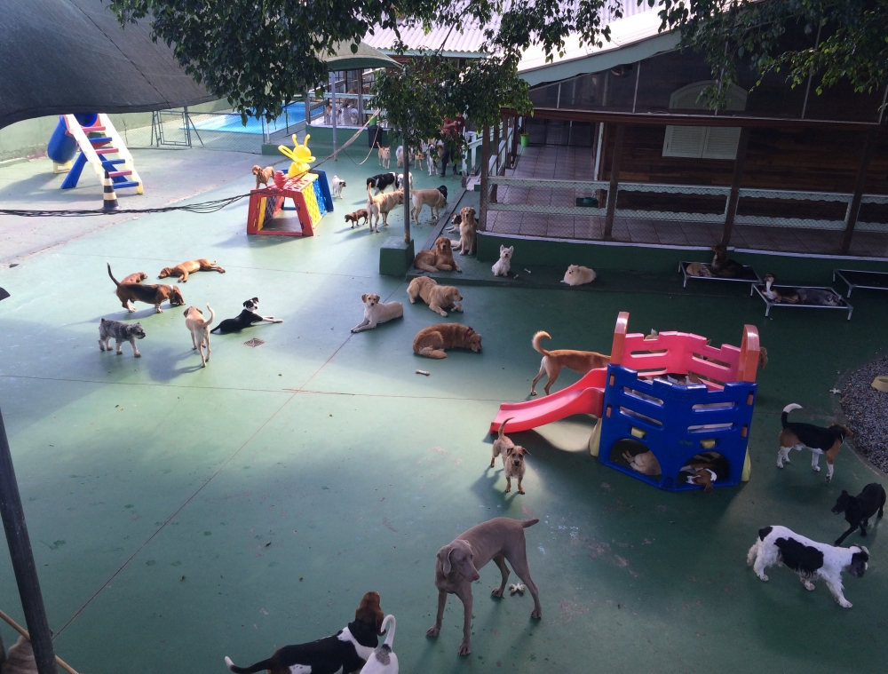 Onde Encontrar Spa para Cães em São Paulo no Jardins - Spa e Day Care para Cães