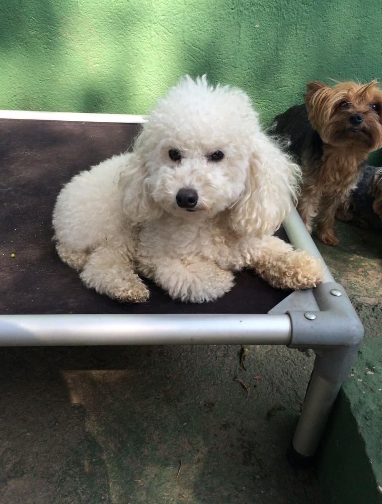 Onde Encontrar Spa para Cães em Sp em Santo Amaro - Spa com Day Care Canino