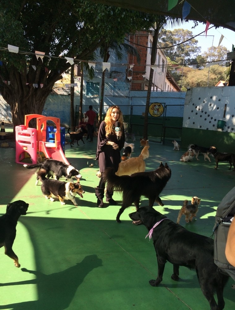 Onde Encontrar Spa para Cães no Bairro do Limão - Spa com Day Care Canino