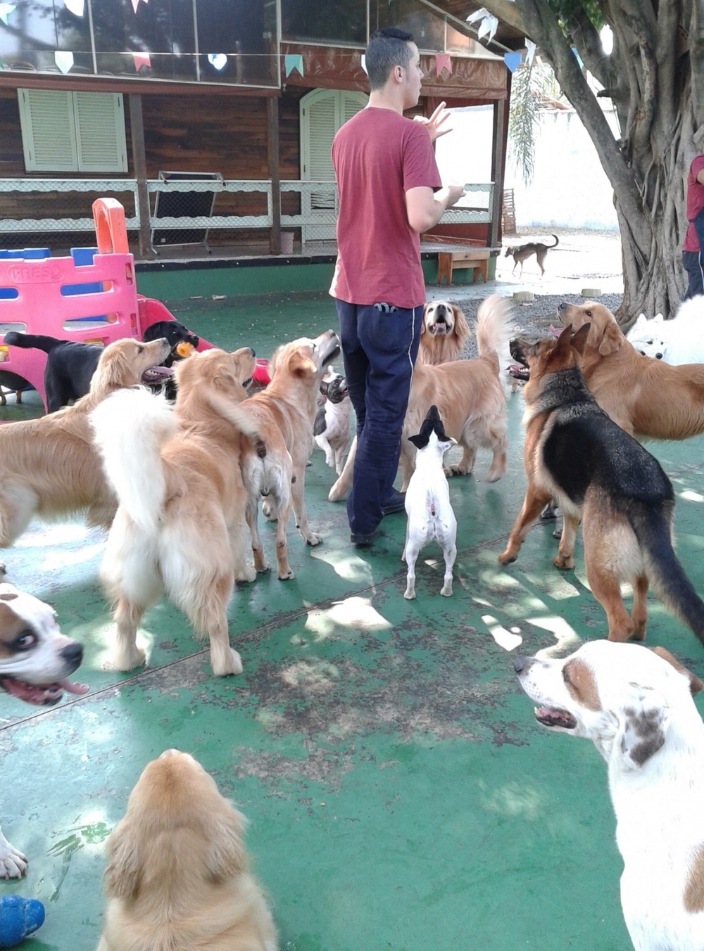 Pet Spa na Ponte Rasa - Spa e Day Care para Cães