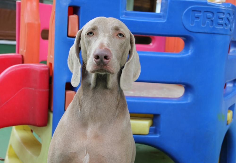 Quanto Custa Clube Hotel para Cães em Higienópolis - Resort de Cães