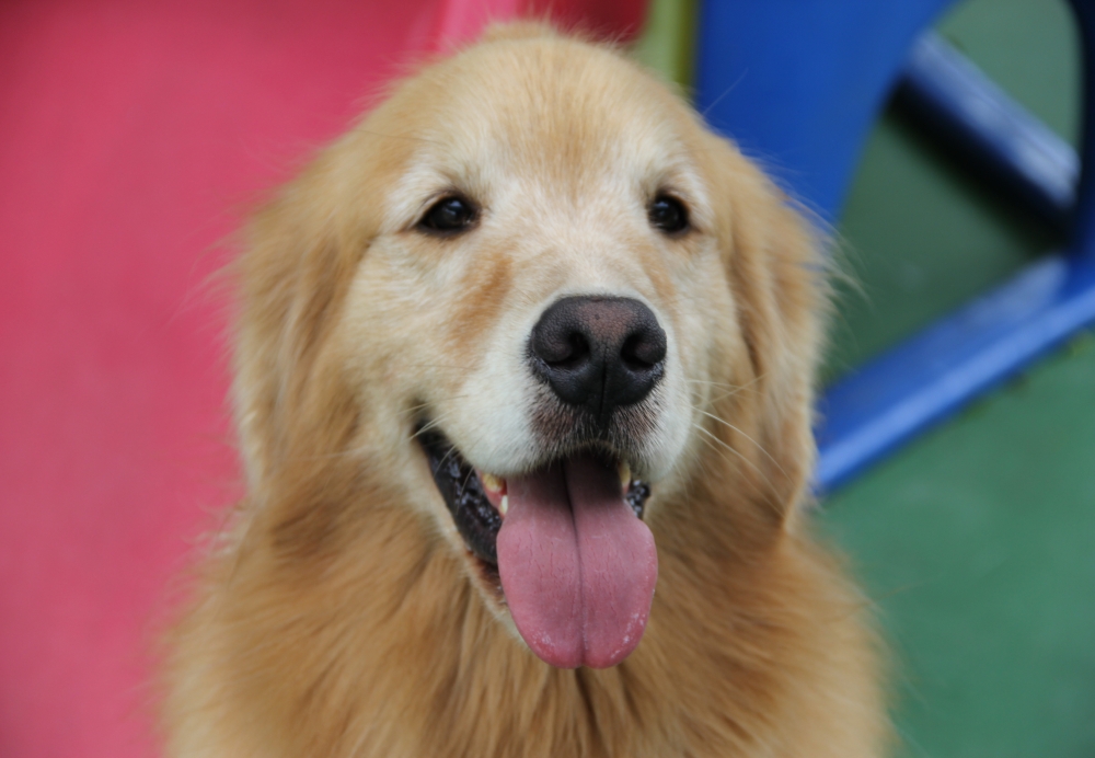 Quanto Custa Creche com Daycare para Cachorro em São Domingos - Creche Canina