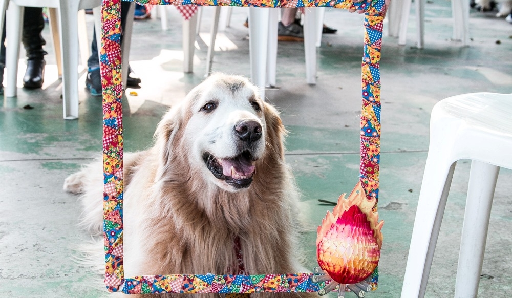 Quanto Custa Creche Day Care em Santo Amaro - Day Care Canino