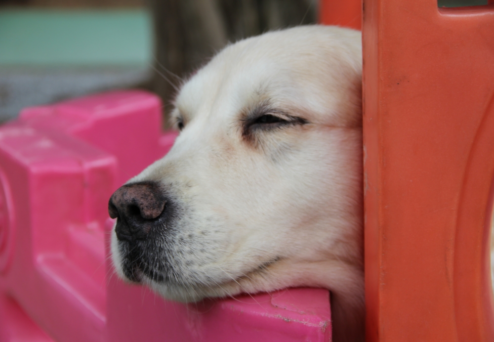 Quanto Custa Creche de Animais em Itaquera - Creche com Day Care para Cachorro