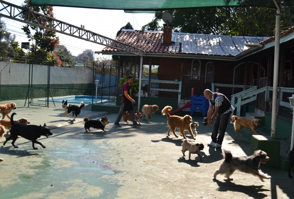 Quanto Custa Creche de Cachorro em São Miguel Paulista - Creche para Animais