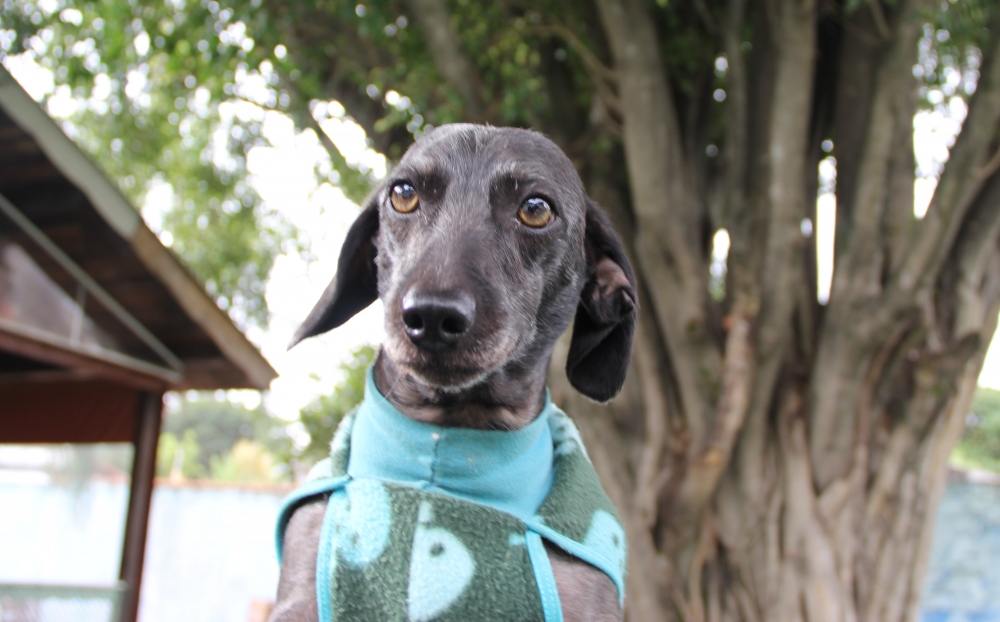 Quanto Custa Creche de Pets no Pacaembu - Creche de Pets